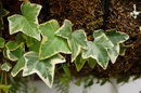 Common Ivy